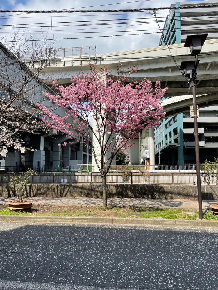 2026年3月27日の写真