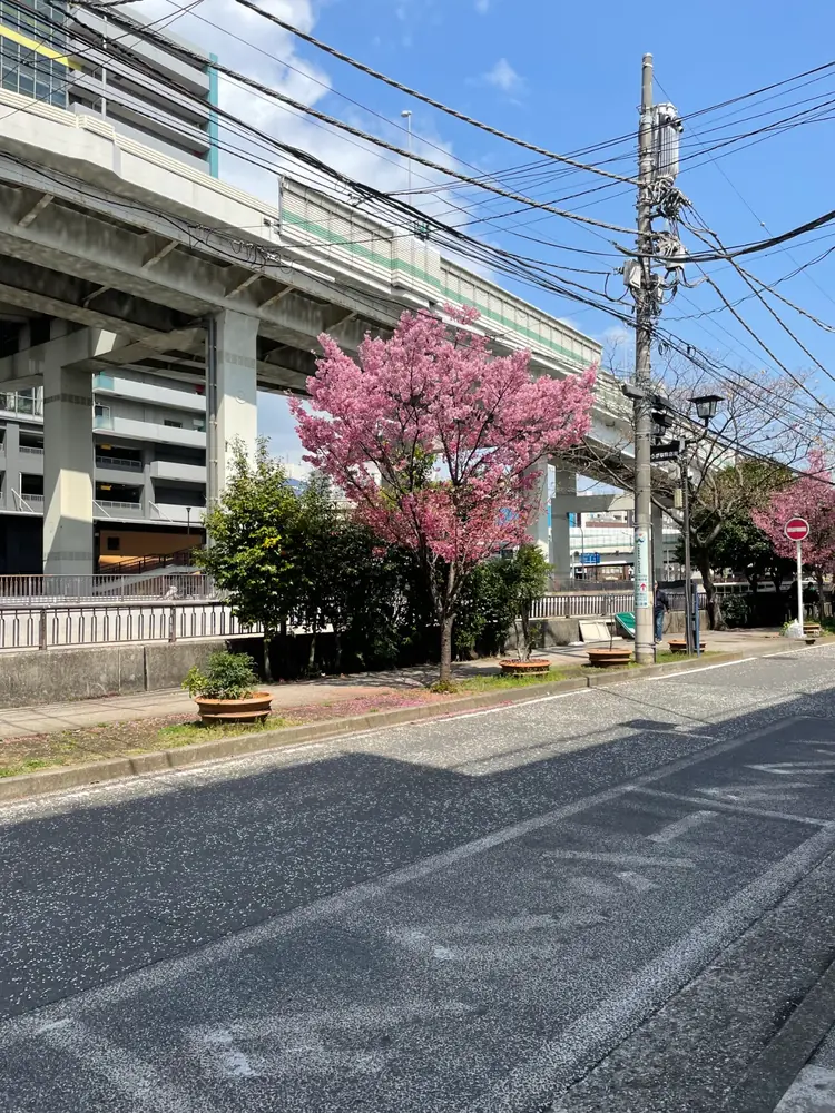 2026年3月27日の写真